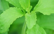 8 Manfaat Daun Stevia bagi Kesehatan, Tak Cuma untuk Pemanis Alami
