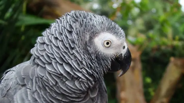 Ilustrasi burung beo.