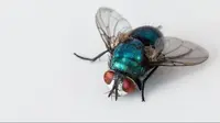 Easy Trick to Prevent Flies from Entering the House