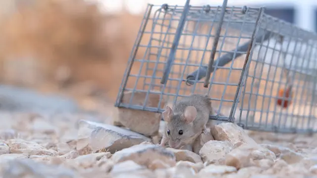 Mouse Trap
