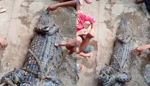 Geger Buaya Muncul di Permukiman Warga Lampung