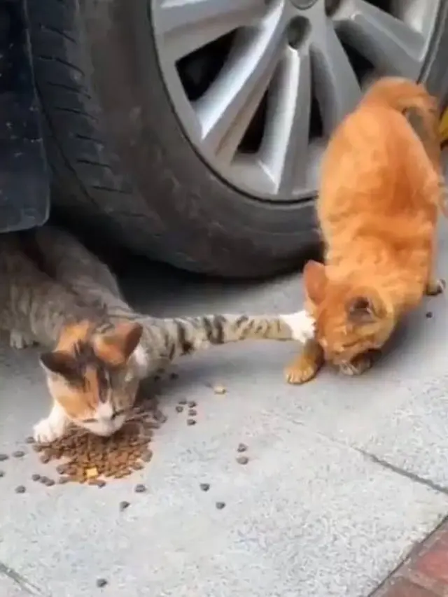 8 Tingkah Nyeleneh Kucing saat Makan dan Minum Ini Bikin Geleng Kepala