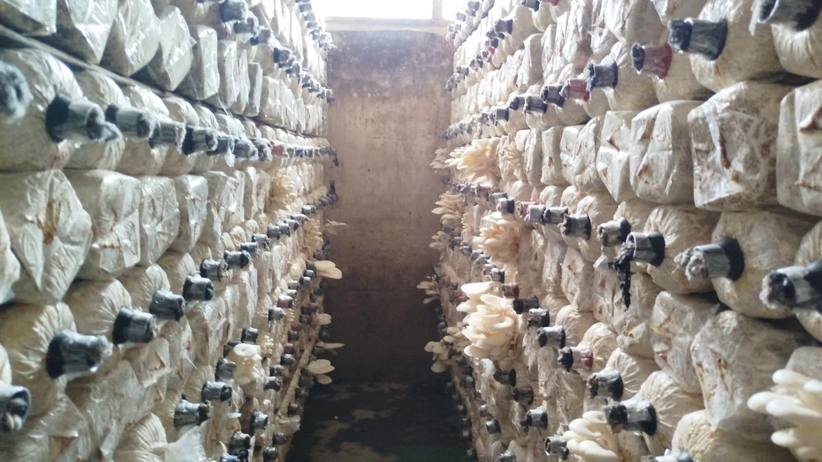 7 Model Kumbung Budidaya Jamur Tiram Agar Panen Maksimal, Siap Petik Umur 3 Hari