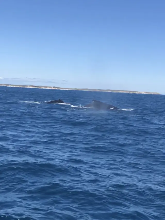 Paus bungkuk di perairan Rottnest Island, Australia Barat