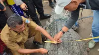 Seekor buaya muara sepanjang 5 meter ditangkap warga Kinali Kabupaten Pasaman Barat, Sumatera Barat. (Liputan6.com/ ist)