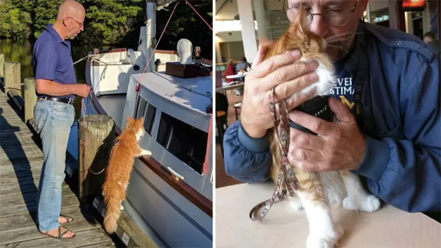 Kucing Ini Temani Pelaut Tuli Untuk Keliling Dunia