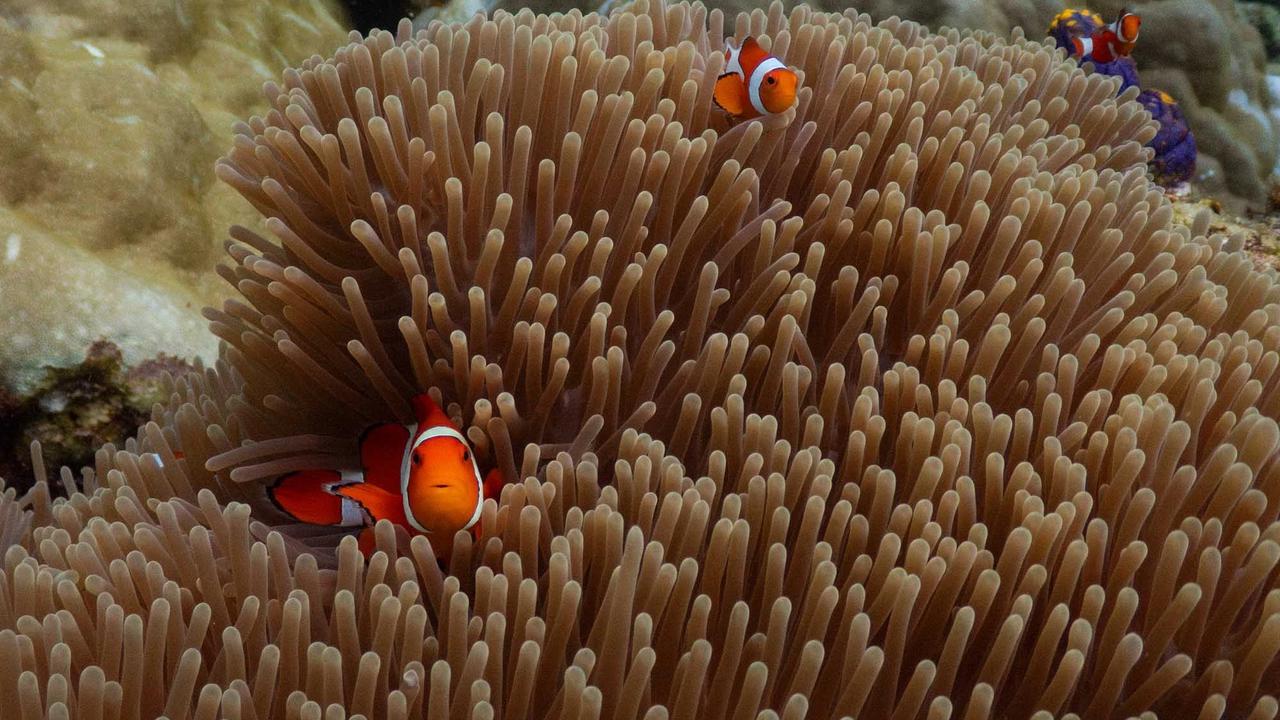 FOTO: Raja Ampat Hadapi Tekanan di Tengah Keajaiban Bawah Laut
