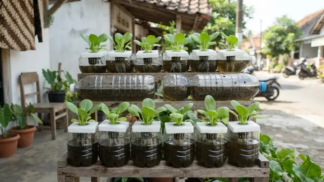 DIY Pot Hidroponik dari Botol Bekas Air Mineral dan Langkah Mudah untuk Pemula Model Sistem Rakit Apung Mini