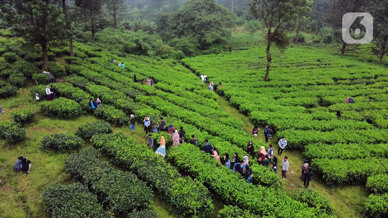 Muda Mudi Penuhi Kawasan Wisata Kebun Teh