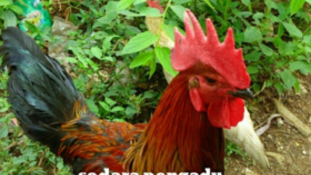 Ini meme #PertanyaanMKD yang bikin ketawa sampai sakit perut