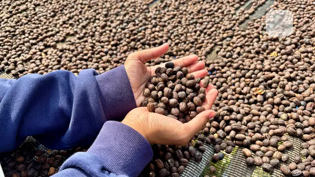 Petani Kopi