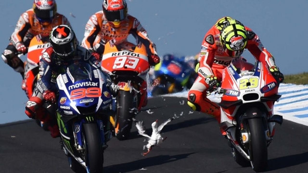 Nasib tragis burung camar jadi 'tumbal' MotoGP di Phillip Island