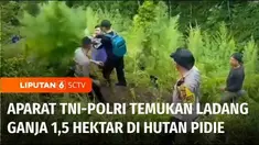 TIim Gabungan Kodim Pidie bersama Polres Pidie berhasil menemukan lahan tanaman ganja seluas 1,5 hektar. Dari penemuan di lereng perbukitan hutan Pidie, Aceh, didapati sekitar 1.500 batang ganja berbagai ukuran.
