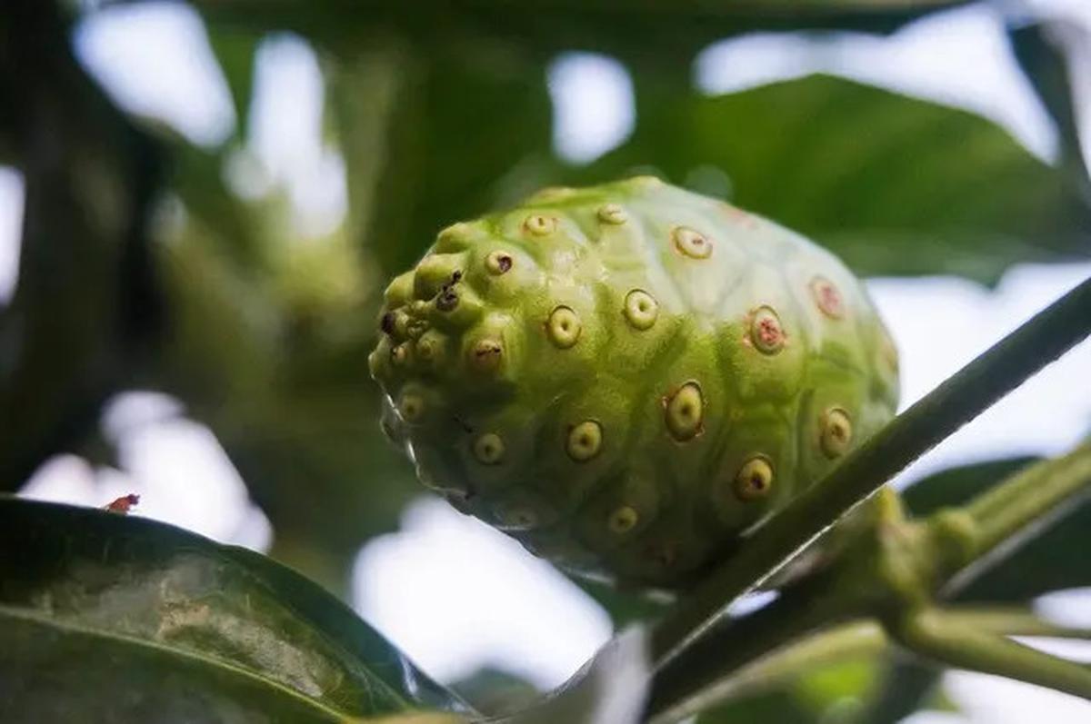 Mengenal Manfaat Buah Mengkudu untuk Menurunkan Kolesterol dan Meningkatkan Kekebalan Tubuh
