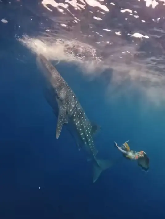 Tak heran jika bakat berenang Ria Ricis ini sukses membuat para publik figur tanah air kagum. Ria Ricis bahkan punya sertifikat berenang hingga jadi mermaid. (Liputan6.com/IG/@riaricis1795)