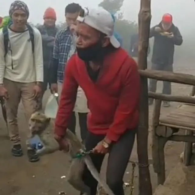 Aksi Usil Monyet Merampas Ponsel Pendaki Gunung Lawu