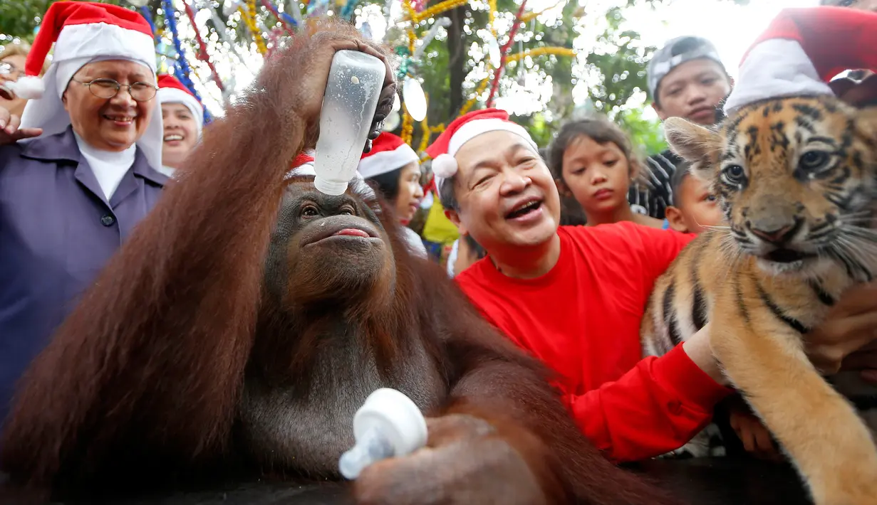 Ekspresi Orangutan bernama Pacquiao saat minum susu dalam perayaan natal di Malabon, Filipina (21/12). Pacquiao merayakan natal bersama sekitar 200 anak yatim piatu dan biarawati Katolik Roma. (AP Photo / Bullit Marquez)