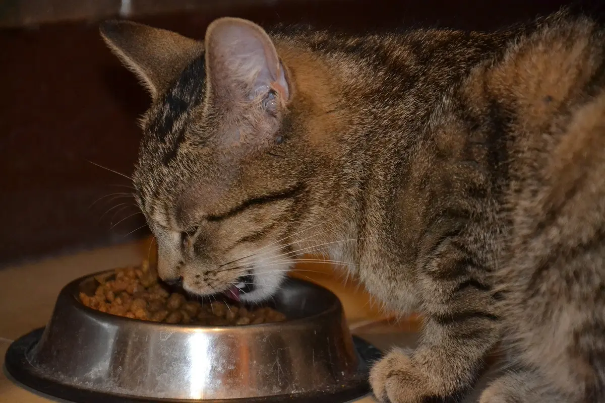 Makanan kucing  (sumber: Pixabay)