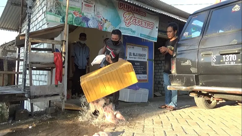 Bantuan Ayam Busuk