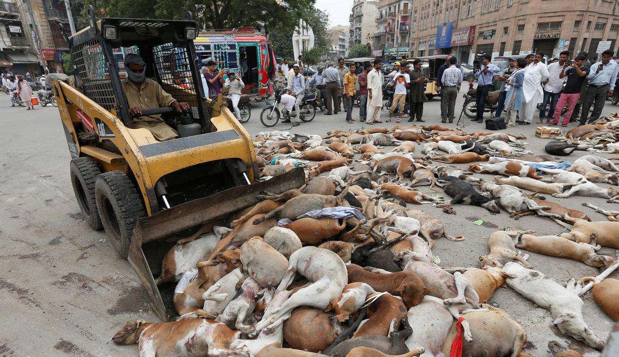 Petugas mengevakuasi bangkai anjing di Karachi, Pakistan, Kamis (4/8). Pemerintah setempat terpaksa melakukan pembinasaan tersebut dengan alasan jumlah anjing liar yang terus meningkat. (REUTERS/Akhtar Soomro)