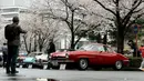 Pengunjung melihat mobil-mobil klasik di bawah Pohon Sakura termasuk Alfa Romeo Giulia Sprint Speciale selama acara Japan Classic Automobile 2016 di Tokyo, Jepang, Minggu (4/3). 32 mobil antik keluaran tahun lawas dipamerkan. (AFP/Toshifumi Kitamura)