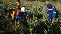 Kilau Nanas Hutan Gambut Sei Pakning, Buah Berkah dari Musibah