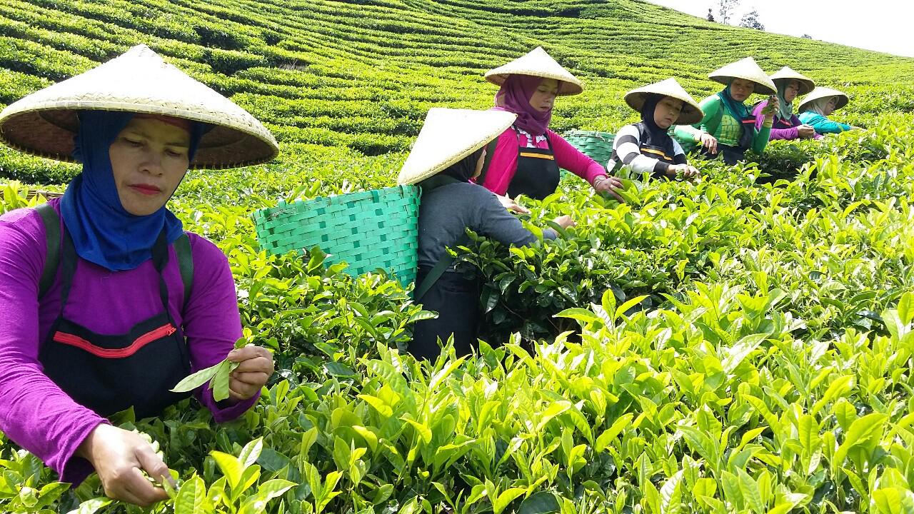 Perkebunan Teh Rakyat Di Jawa Barat Diana S Blog