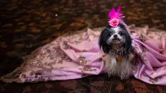 Seekor anjing mengenakan jubah menunggu di belakang panggung untuk New York Pet Fashion Show ke-17 di New York City, Kamis (6/2/2020). Acara ini menampilkan pertunjukan anjing yang berjalan di catwalk dengan kostum yang unik. (Photo by Johannes EISELE / AFP)