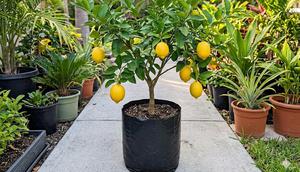 Lemon/ Pohon Buah Mini yang Cocok Ditanam di Polybag (Sumber: gemini.com)