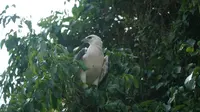 Seekor elang laut dada putih usai dilepasliarkan di Pulau Semama, Kabupaten Berau, Kalimantan Timur.