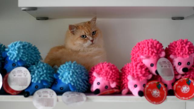 Hotel Bintang Lima untuk Kucing