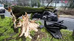 Sebuah mobil yang tertimpa pohon besar di Paris, Kamis (27/2/2020).  Angin kencang menumbangkan pohon besar hingga menimpa sebuah mobil di dekat Menara Eiffel dan menewaskan pengemudi di tempat. (Benoit Moser/BSPP via AP)