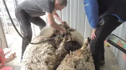 Juara pencukur bulu domba di Australia, Ian Elkins saat mencukur bulu domba liar yang ditemukan tersesat di Canberra, Rabu (3/9/2015). Menurut RSPCA, bulu yang dicukur dari domba tersebut beratnya adalah 40,45 kg. (REUTERS/RSPCA)