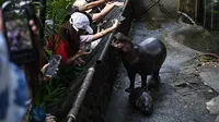 Kebun Binatang Thailand Bakal Ajukan Hak Cipta untuk Moo Deng yang Viral