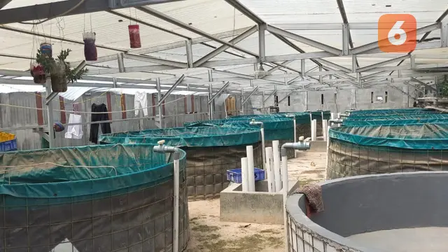 Kolam Lele Takwinul Ummah