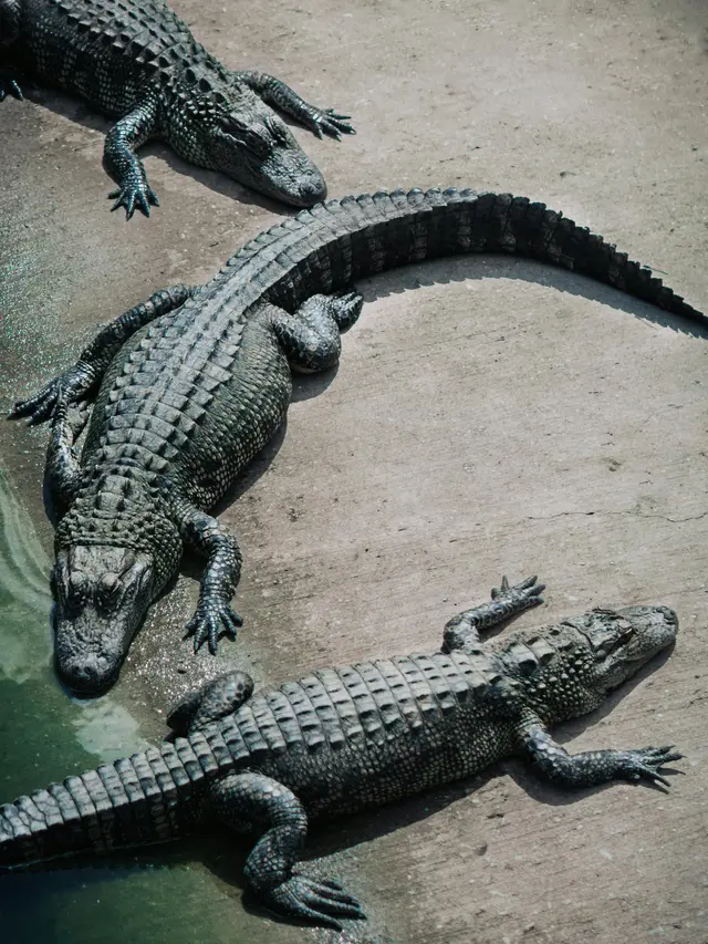 Buaya