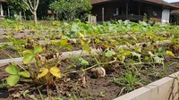10 Tanaman Liar yang Menganggu Pertumbuhan Pohon Buah, Waspada Gagal Panen