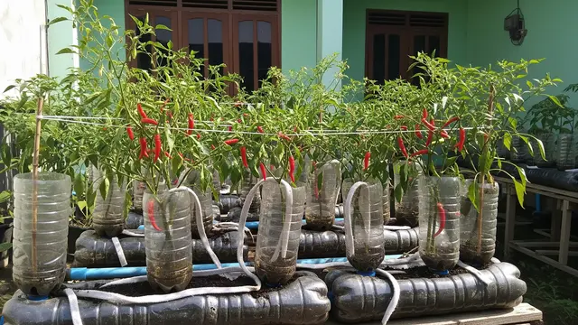 Ide Kebun Cabai Pakai Metode Pompa Sumbu