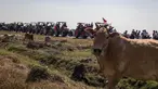 Seekor sapi terlihat saat para petani mengendarai traktor dalam konvoi mengambil bagian dalam demonstrasi menentang kudeta militer di Thongwa, di pinggiran Yangon (12/2/2021). Para petani menuntut jenderal selaku pemimpin militer Myanmar yang melakukan kudeta untuk melepaskan kekuasaan. (AFP/STR)