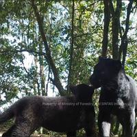 8 Macan Tutul Jawa Teridentifikasi di TN Bromo Tengger Semeru, Jaga Keseimbangan Ekosistem Hutan