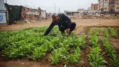 Seorang pria Palestina memeriksa tanaman sayuran di dekat tenda pengungsiannya di kamp pengungsian Bureij di Jalur Gaza tengah pada 24 November 2024. (Eyad BABA/AFP)