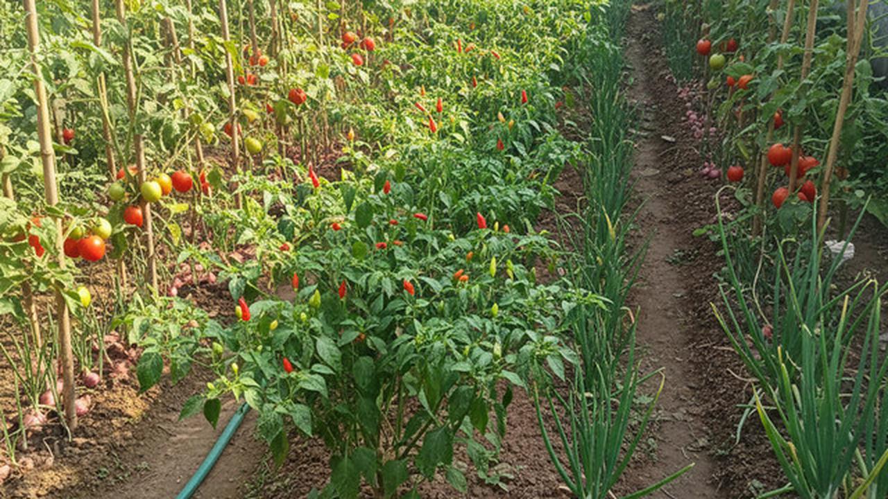 7 Ide Kebun Cabai Rawit Hemat Biaya, Cocok untuk Kebutuhan Dapur Harian di 2026