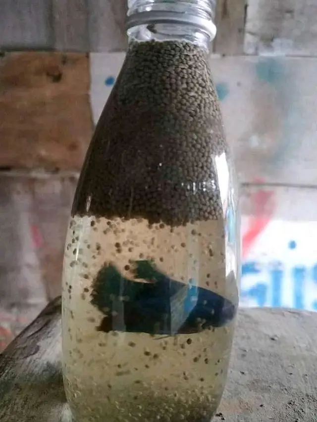 6 Kelakuan Absurd Kasih Makan Ikan Ini Bikin Geleng Kepala