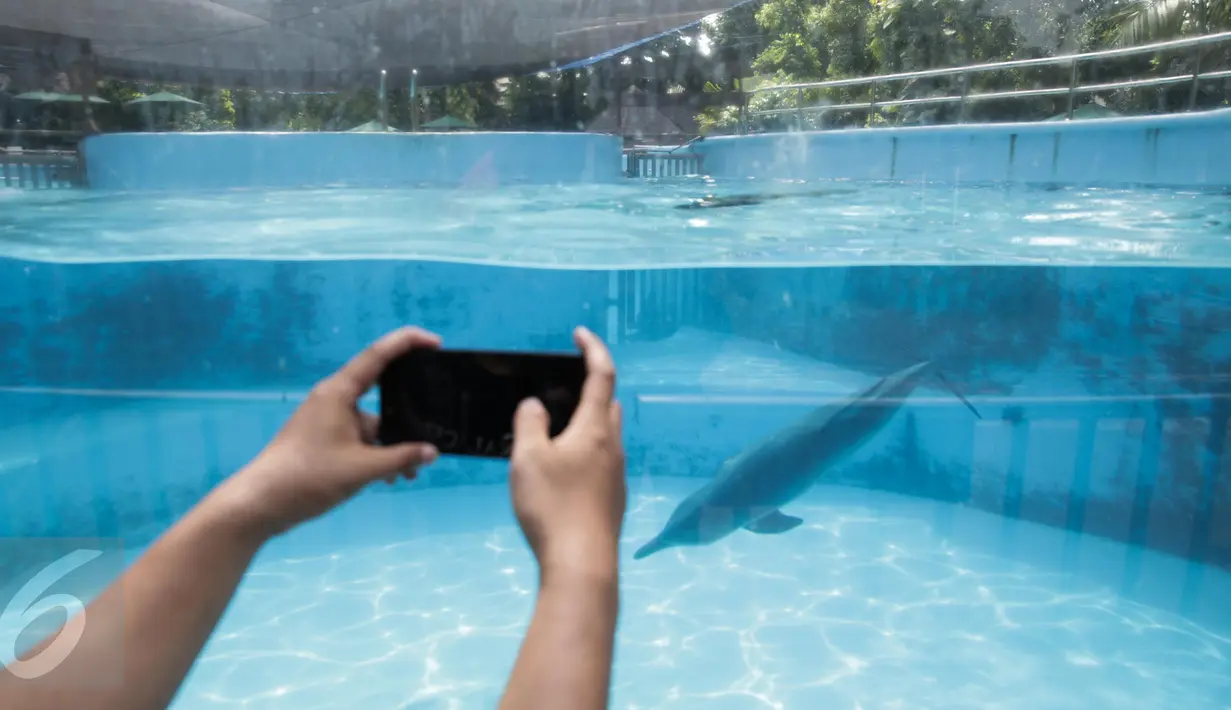 Pengunjung mengambil gambar lumba-lumba di Dolphin Bay, Taman Impian Jaya Ancol, Jakarta, Jumat (14/4). Wahana tersebut menjadi sarana edukasi sekaligus mengenalkan lebih dekat lumba-lumba kepada para pengunjung. (Liputan6.com/Faizal Fanani)