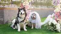 Usai acara pernikahan anjing Jojo dan Luna berlangsung, pemilik menyampaikan permintaan maaf karena ada sebagian orang yang merasa tersinggung hewan peliharaan mereka gunakan adat Jawa. (Foto: Dok. Instagram @jacko.jackie.joyful.jojo)