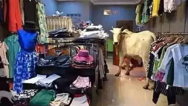 10 Potret Absurd Hewan saat di Tempat Umum Ini Bikin Heran