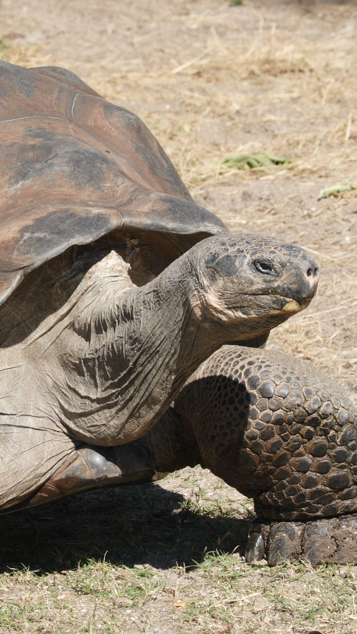 7. Kura-kura Raksasa Galapagos<br>