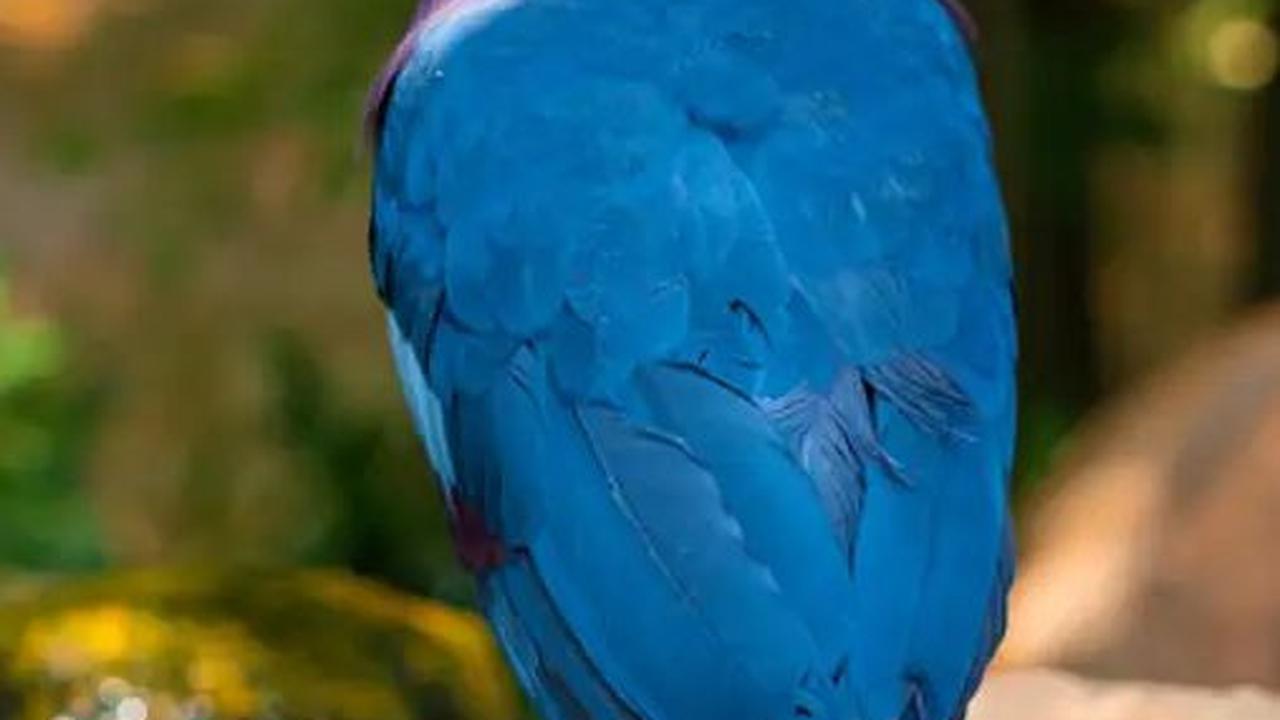 <b>Merpati Mahkota Biru (Goura cristata)</b>