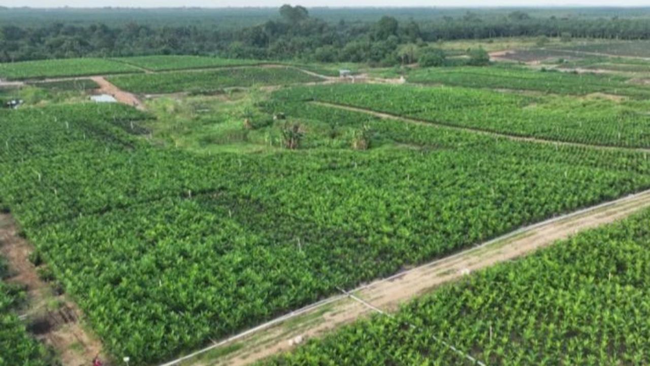 Rahasia Transformasi PTPN: Benahi SDM Jadi Prioritas Perusahaan