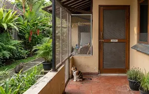 8 Cara Mengusir Kucing dari Kebun Tanpa Menyakiti, Tetap Efektif dan Humanis